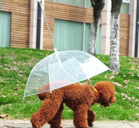 小型犬用带牵引狗链遛狗雨伞产品,图片仅供参考,宠物用品 狗狗雨伞狗